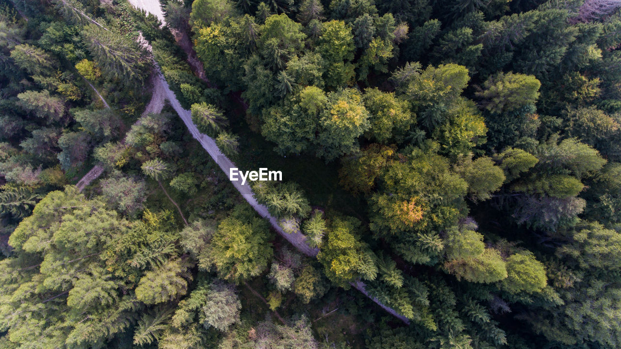 Full frame shot of lush forest