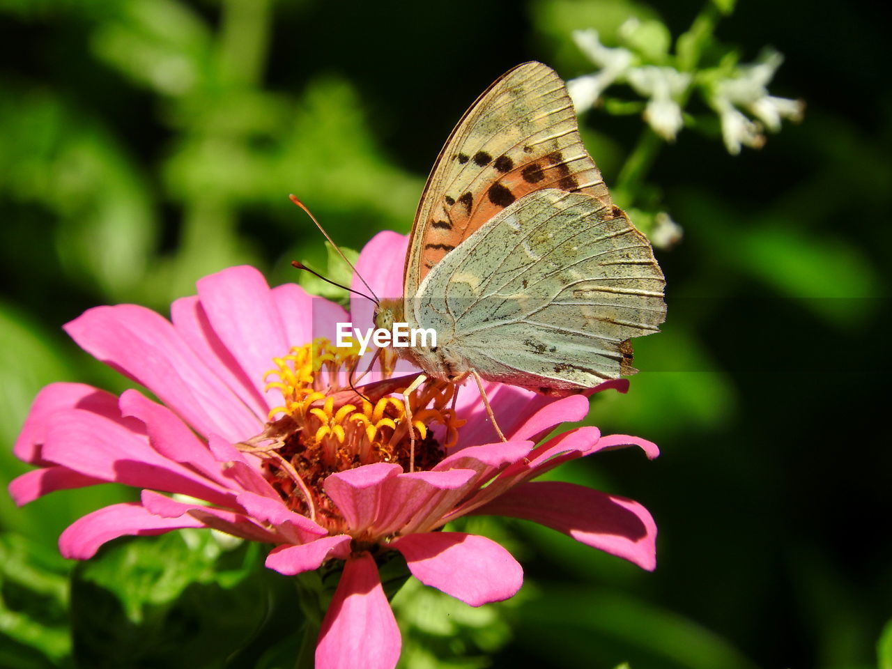 Close-up of butterfly pollinating on pink flower