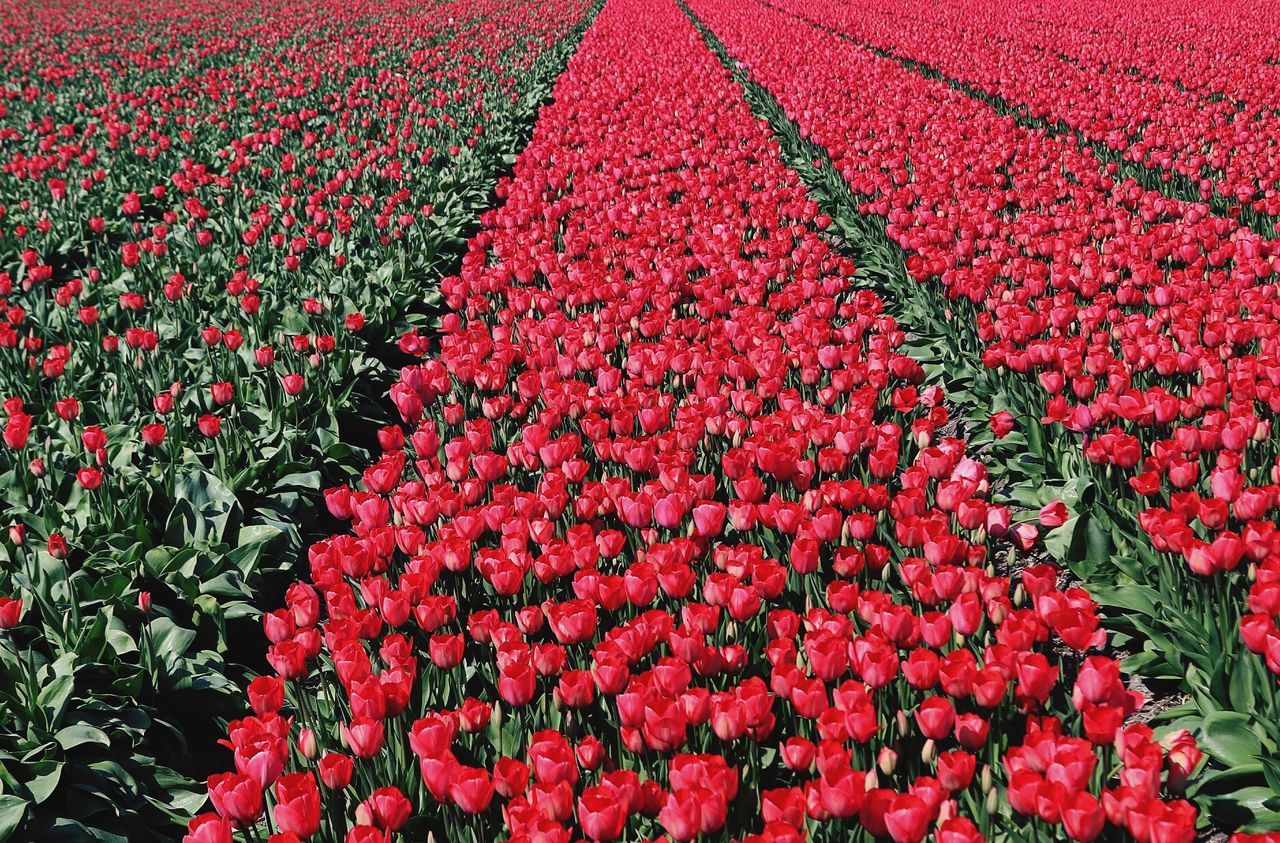 Full frame shot of red flowers