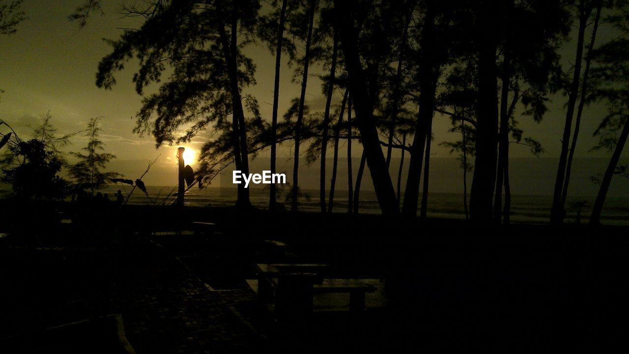 SILHOUETTE TREES AGAINST SUNSET