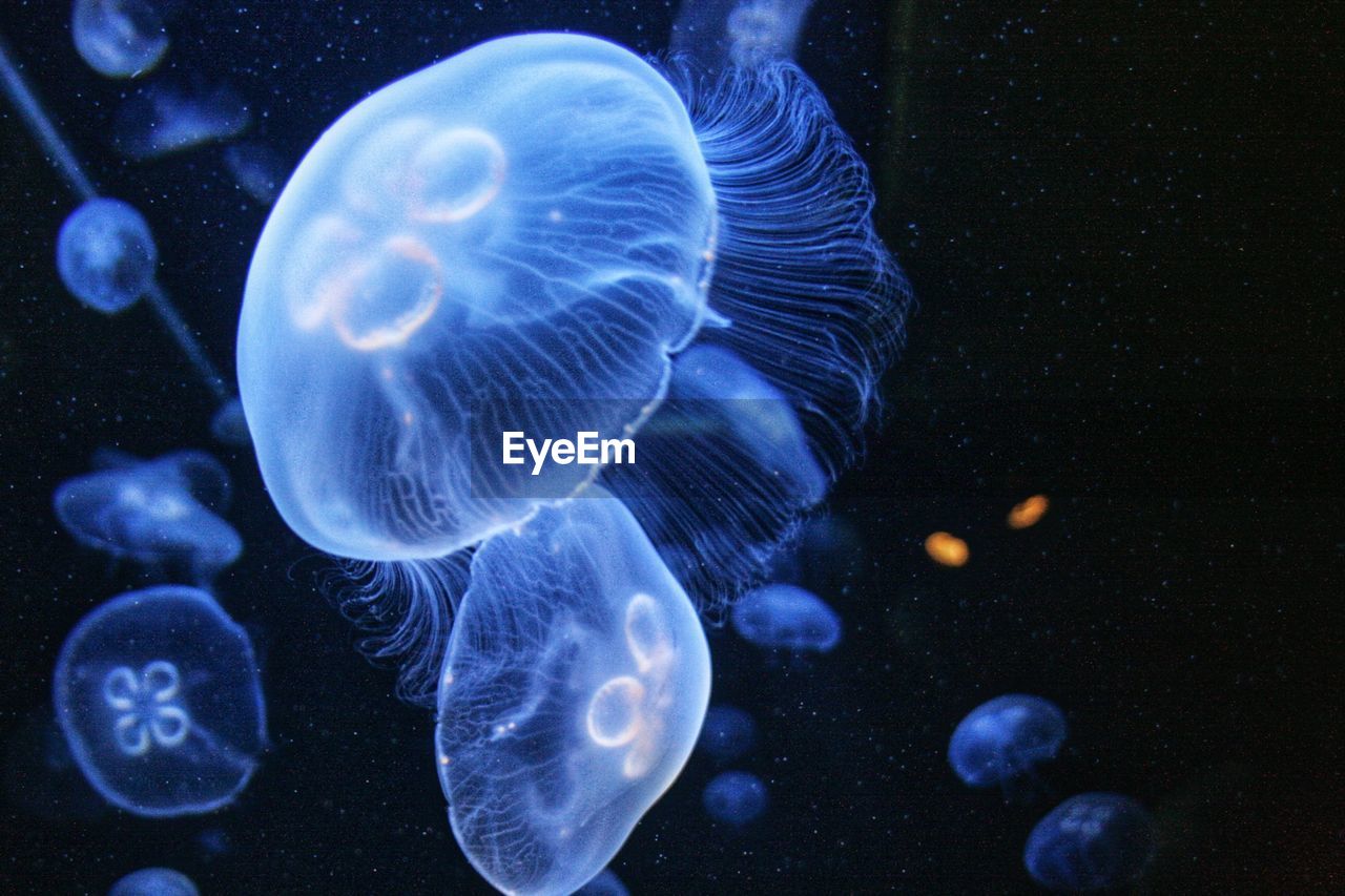 Close-up of jellyfish in water