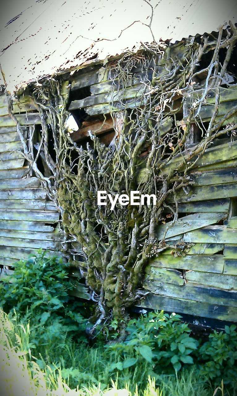 Overgrown tree roots on abandoned wooden house wall
