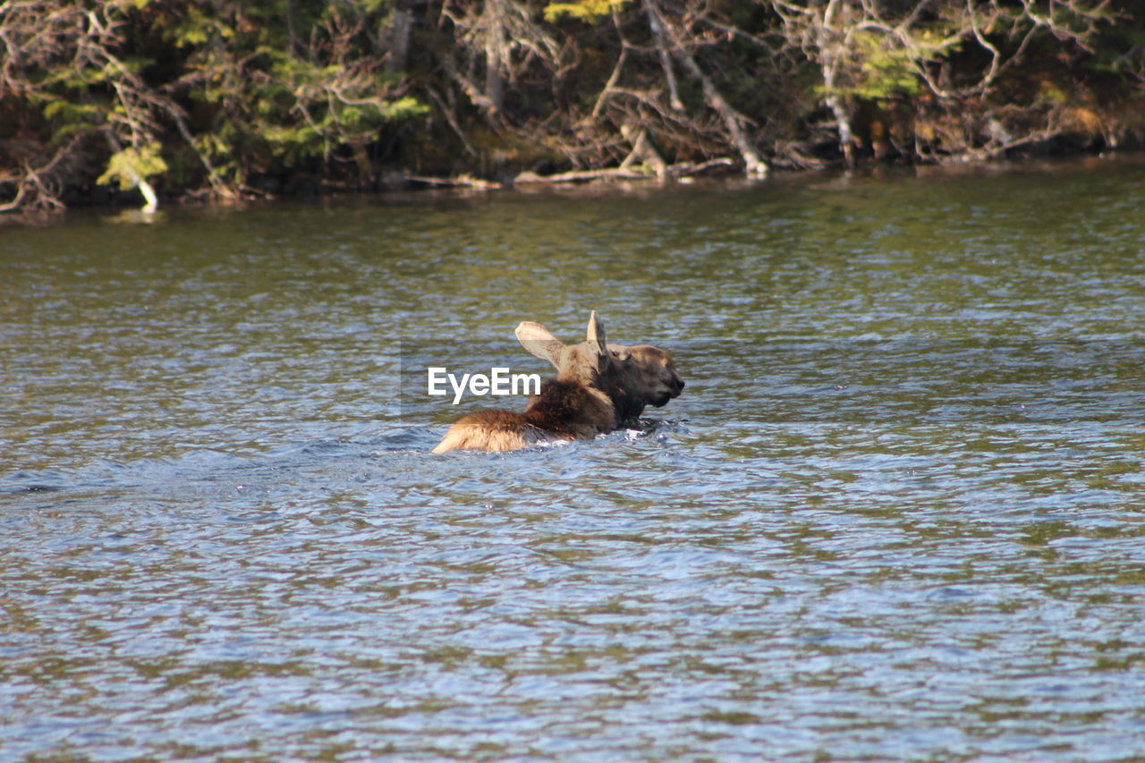 TURTLE SWIMMING IN RIVER