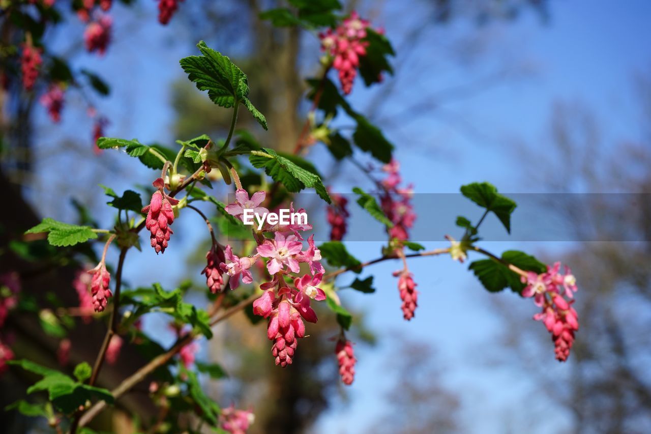 Close-up of red flowering plant