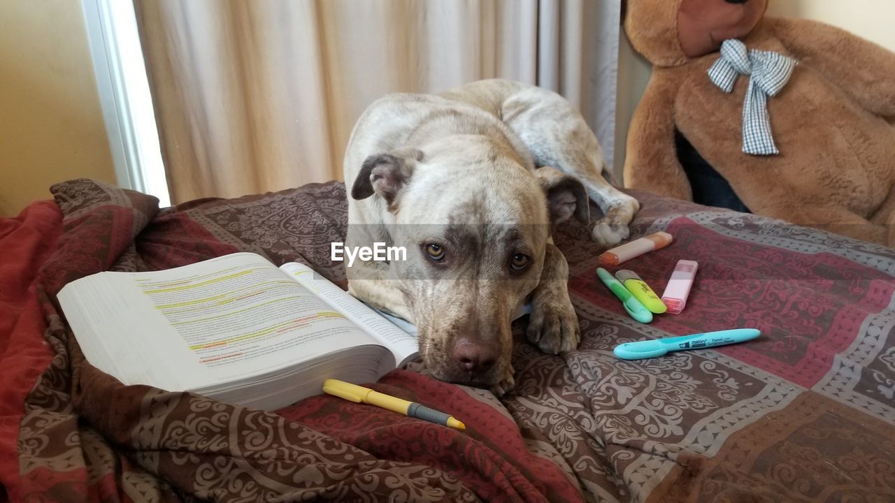 VIEW OF DOG SITTING ON OPEN BOOK