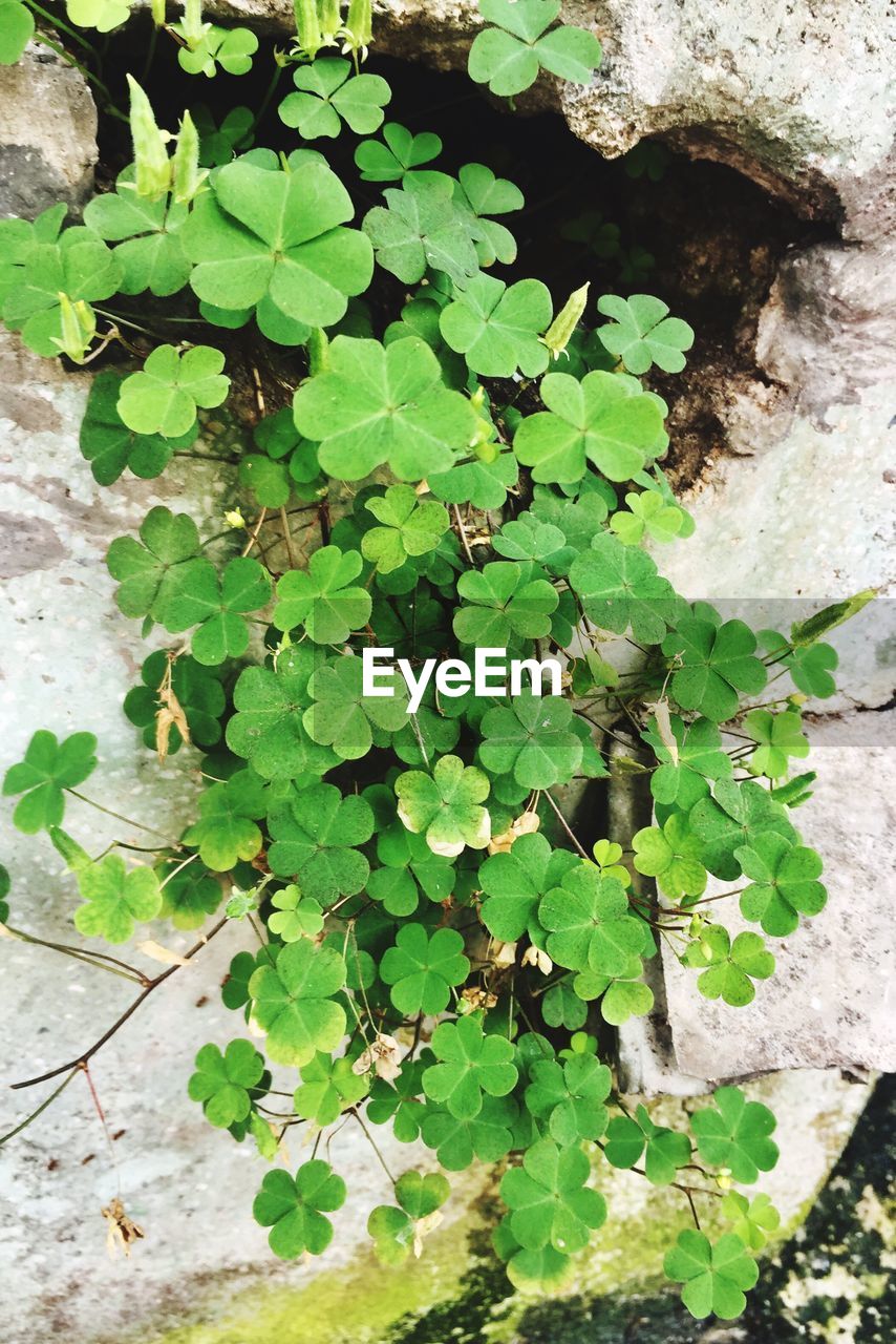 HIGH ANGLE VIEW OF IVY ON PLANT