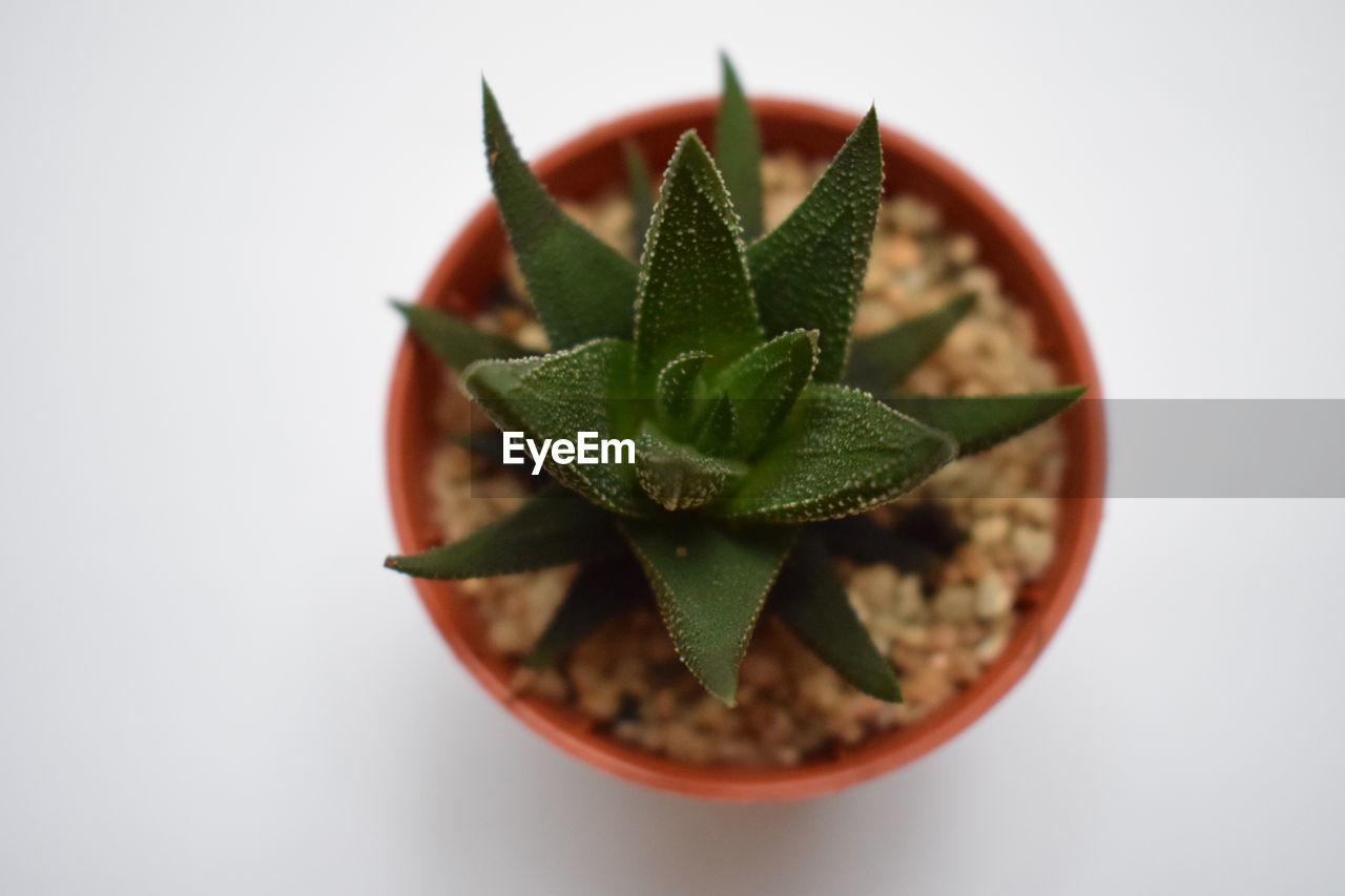 CLOSE-UP OF POTTED PLANT