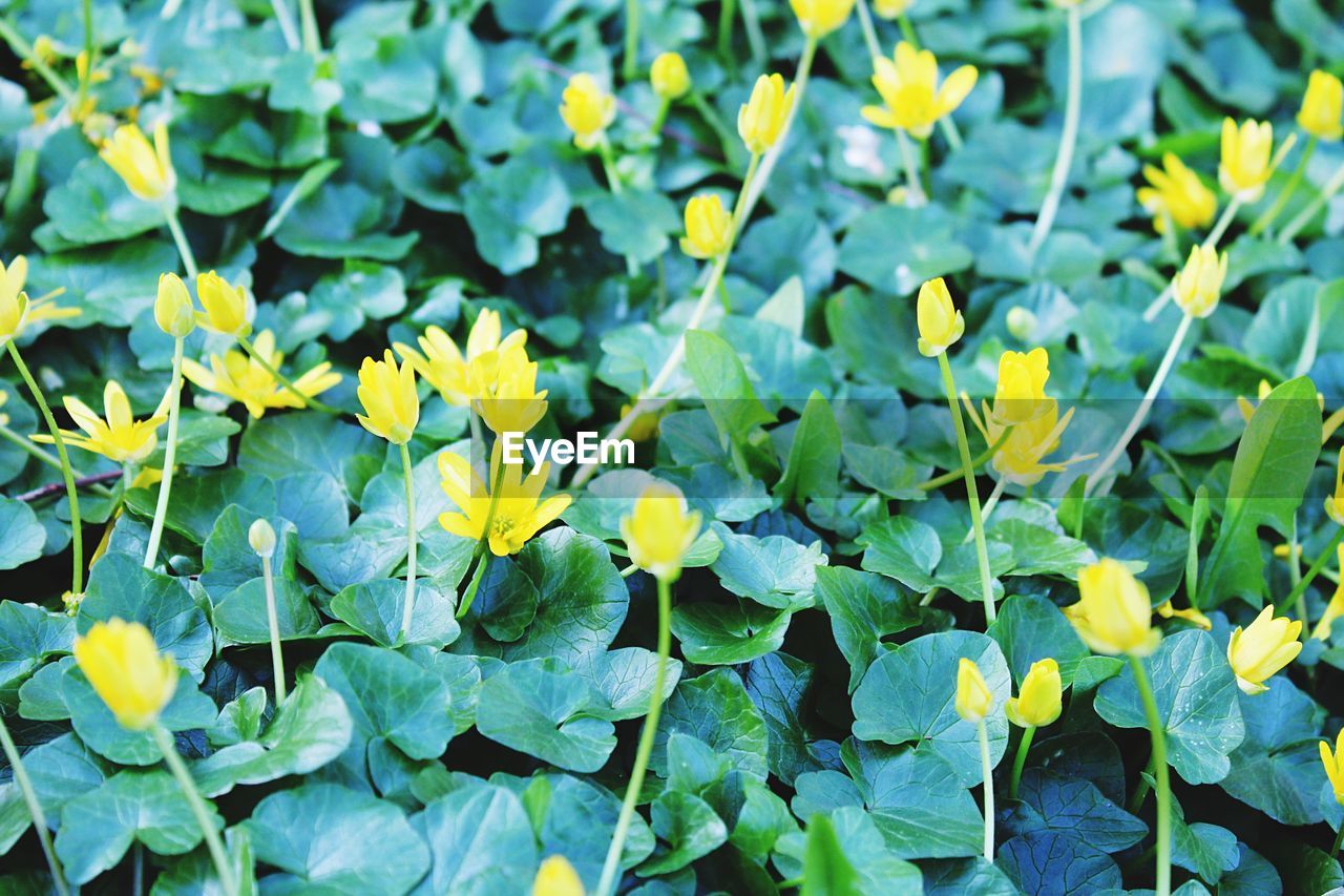 Close-up of yellow flowering plants on field