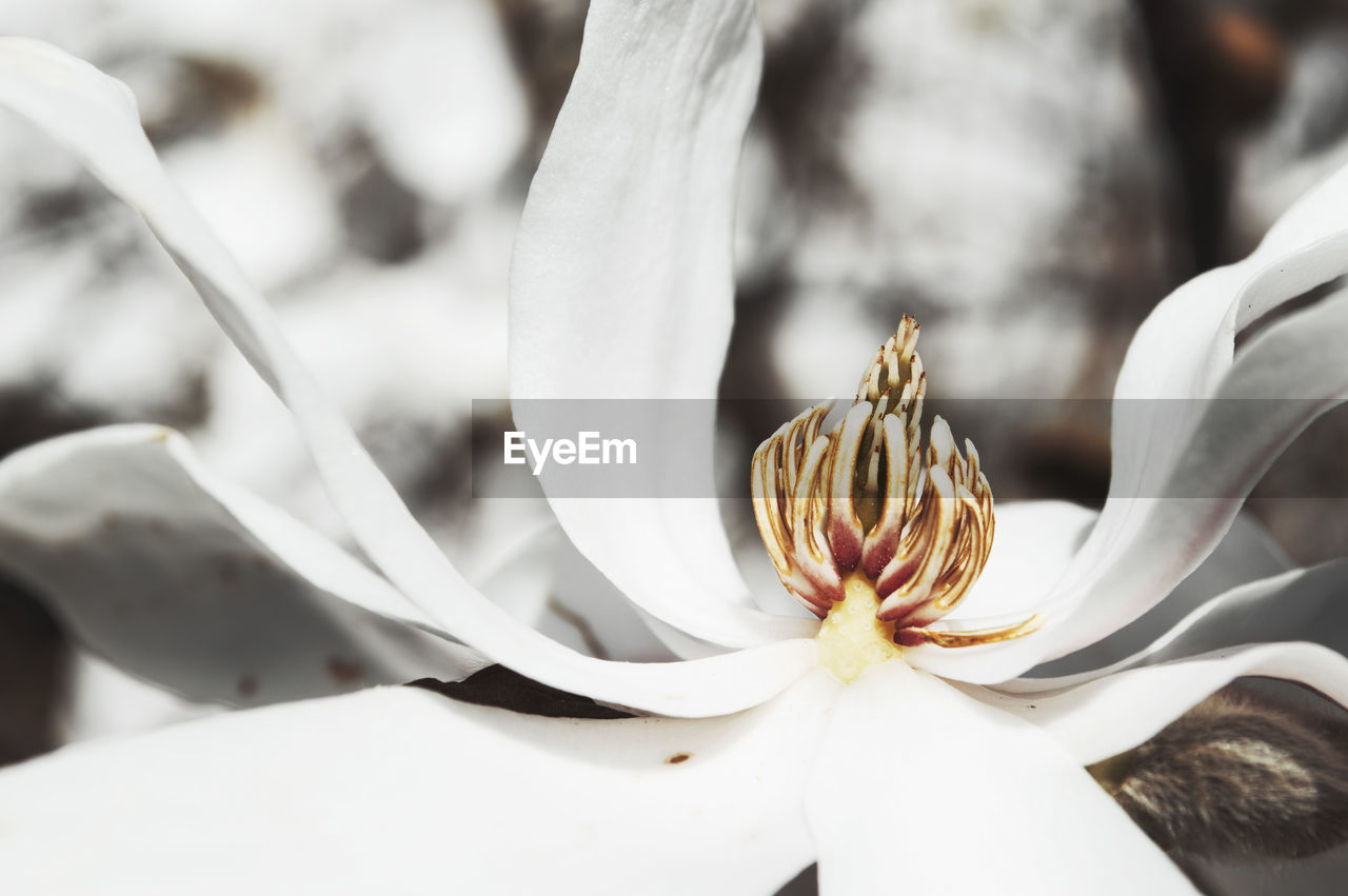 Close-up of flower against blurred background