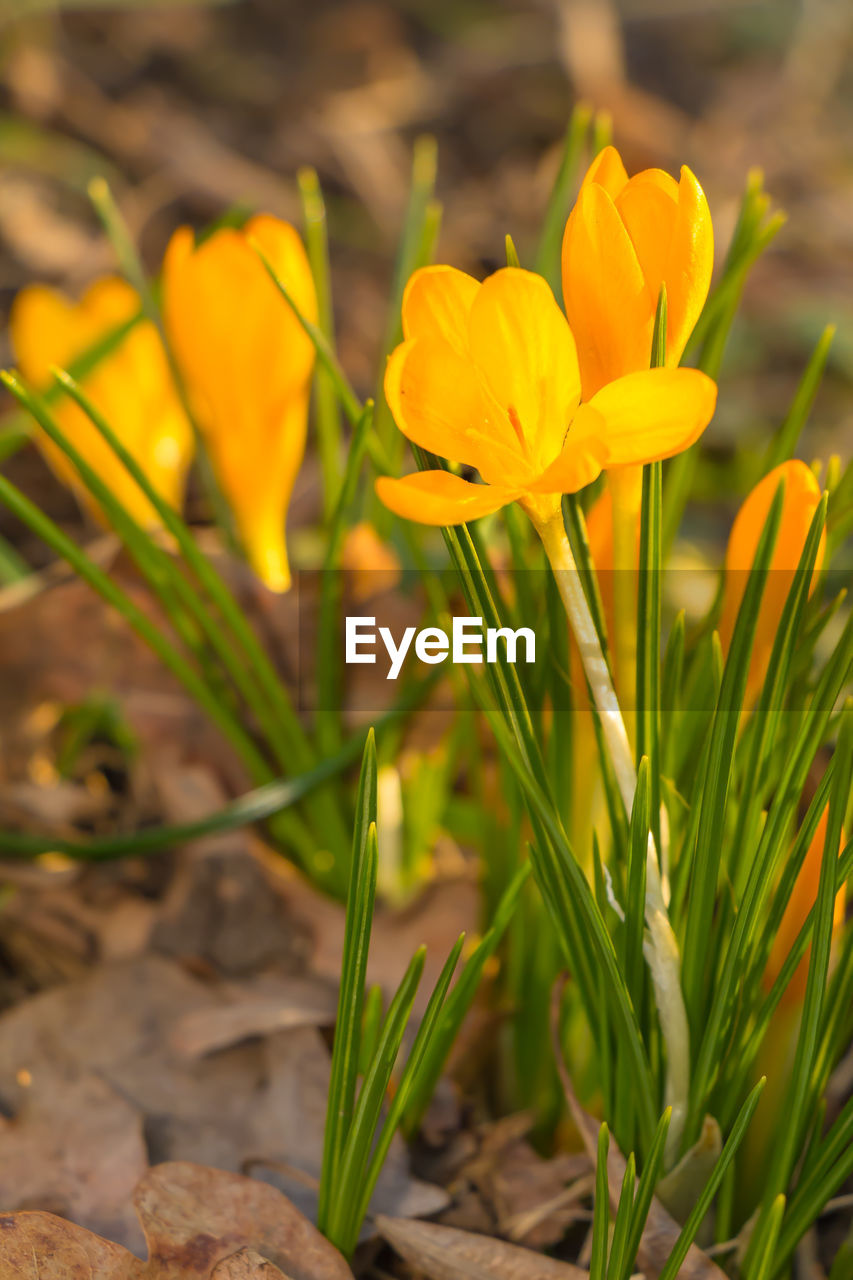 CLOSE-UP OF YELLOW CROCUS FLOWERS ON LAND