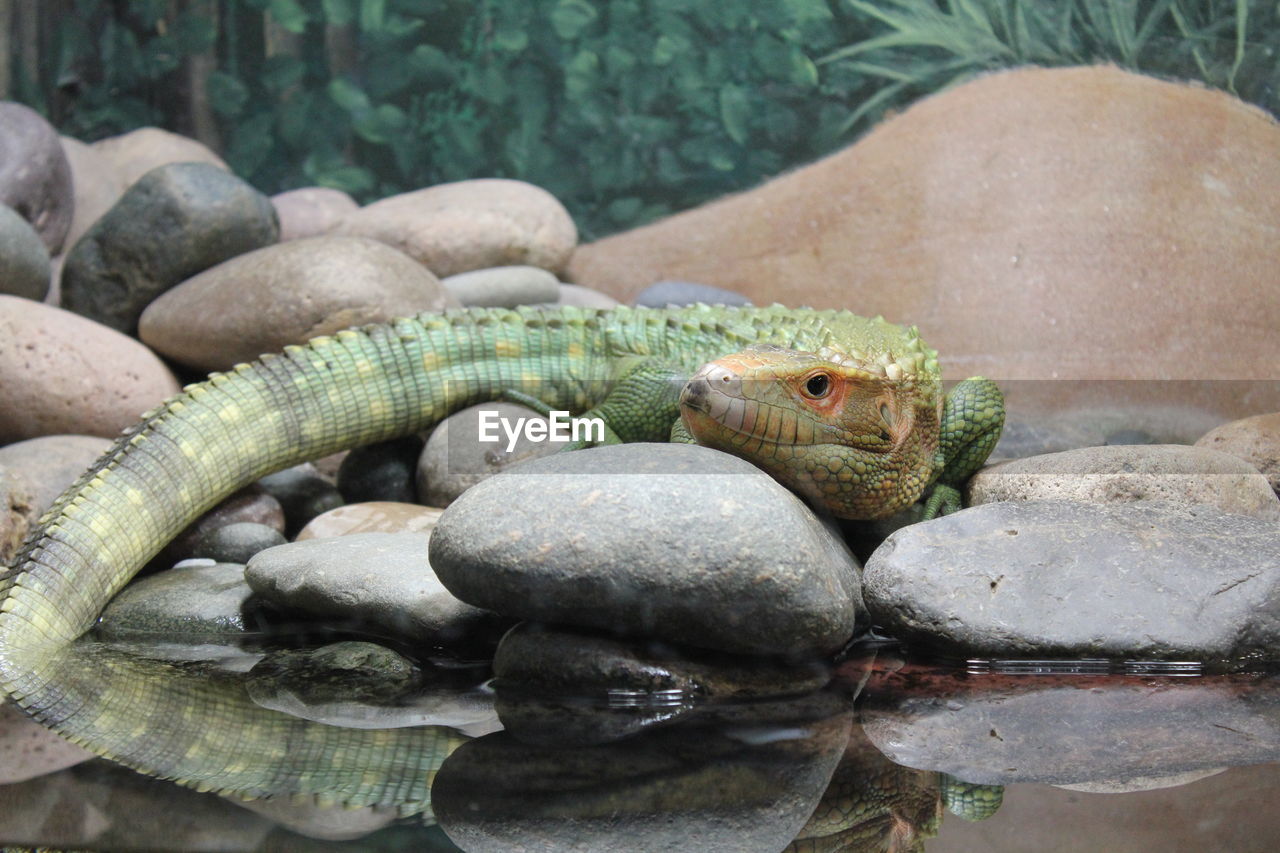 CLOSE-UP OF CROCODILE ON STONE