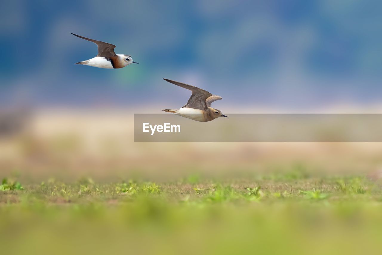 VIEW OF BIRDS FLYING OVER THE LAND