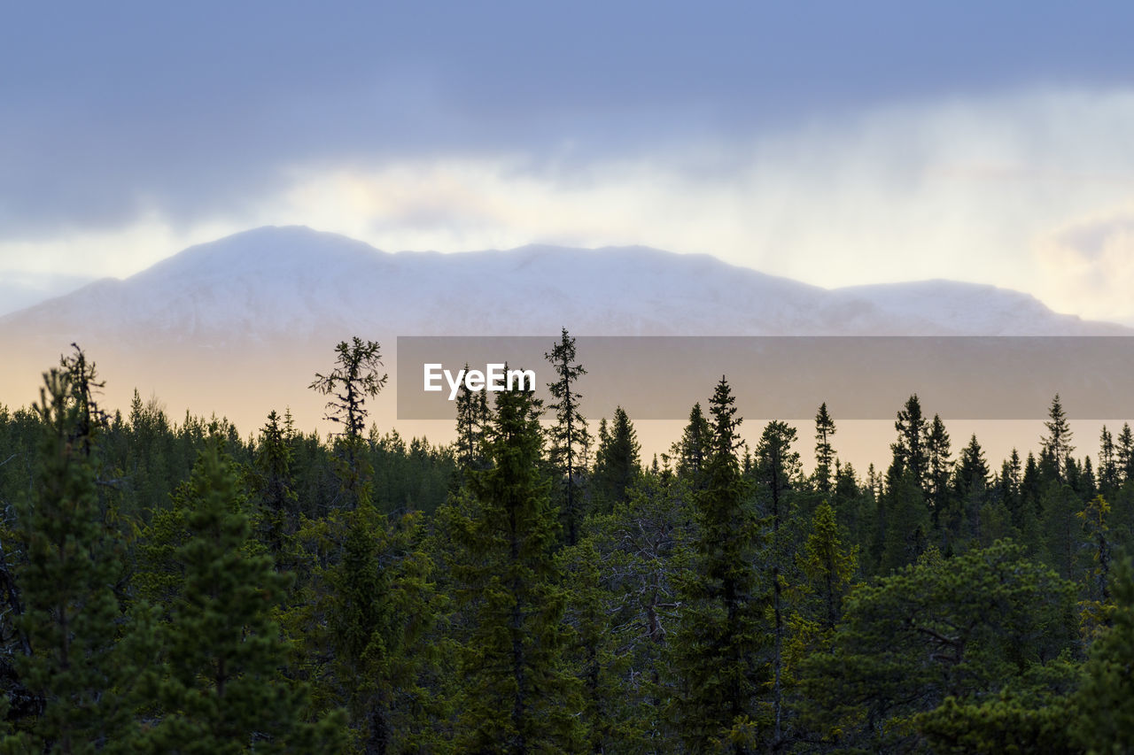 Scenic view of trees on mountains against sky