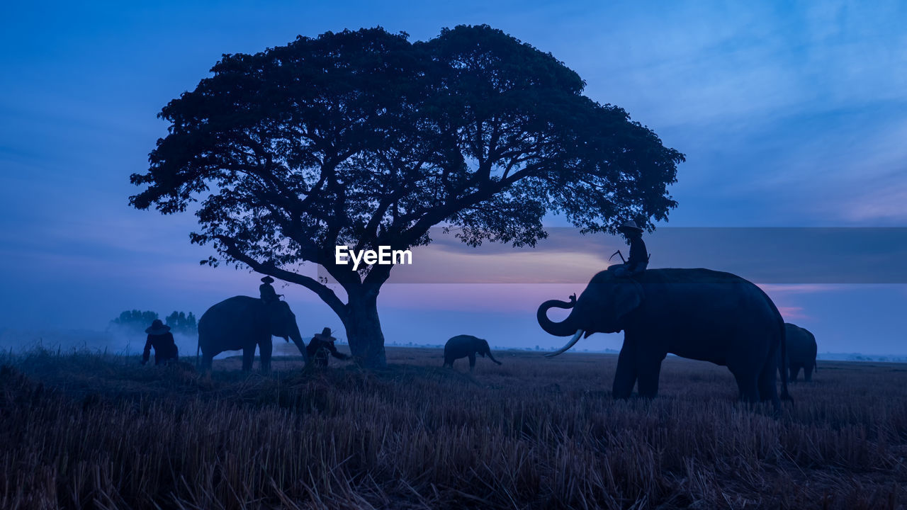 Silhouette of elephant on field against sky.