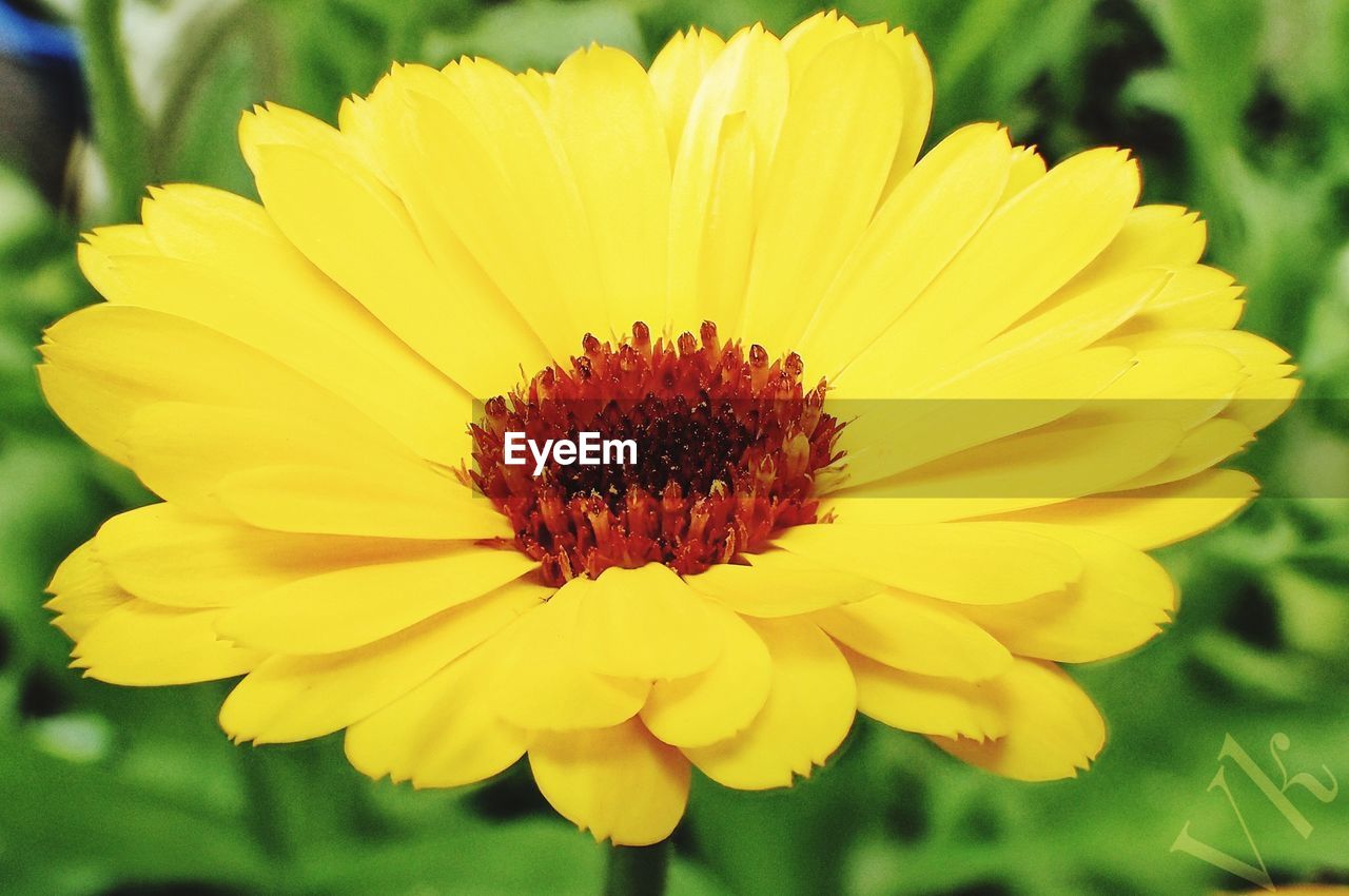 Close-up of yellow flower blooming outdoors