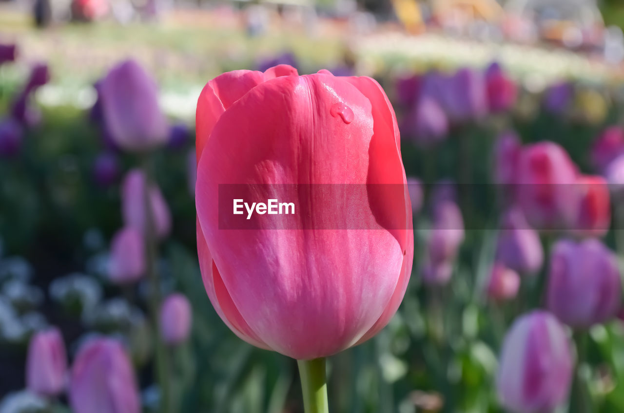 Close-up of pink tulip