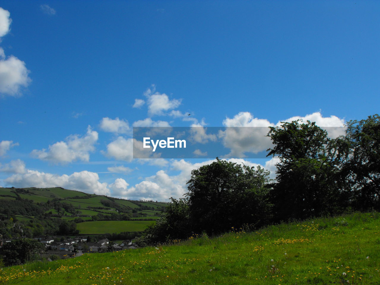 TREES GROWING ON FIELD AGAINST SKY