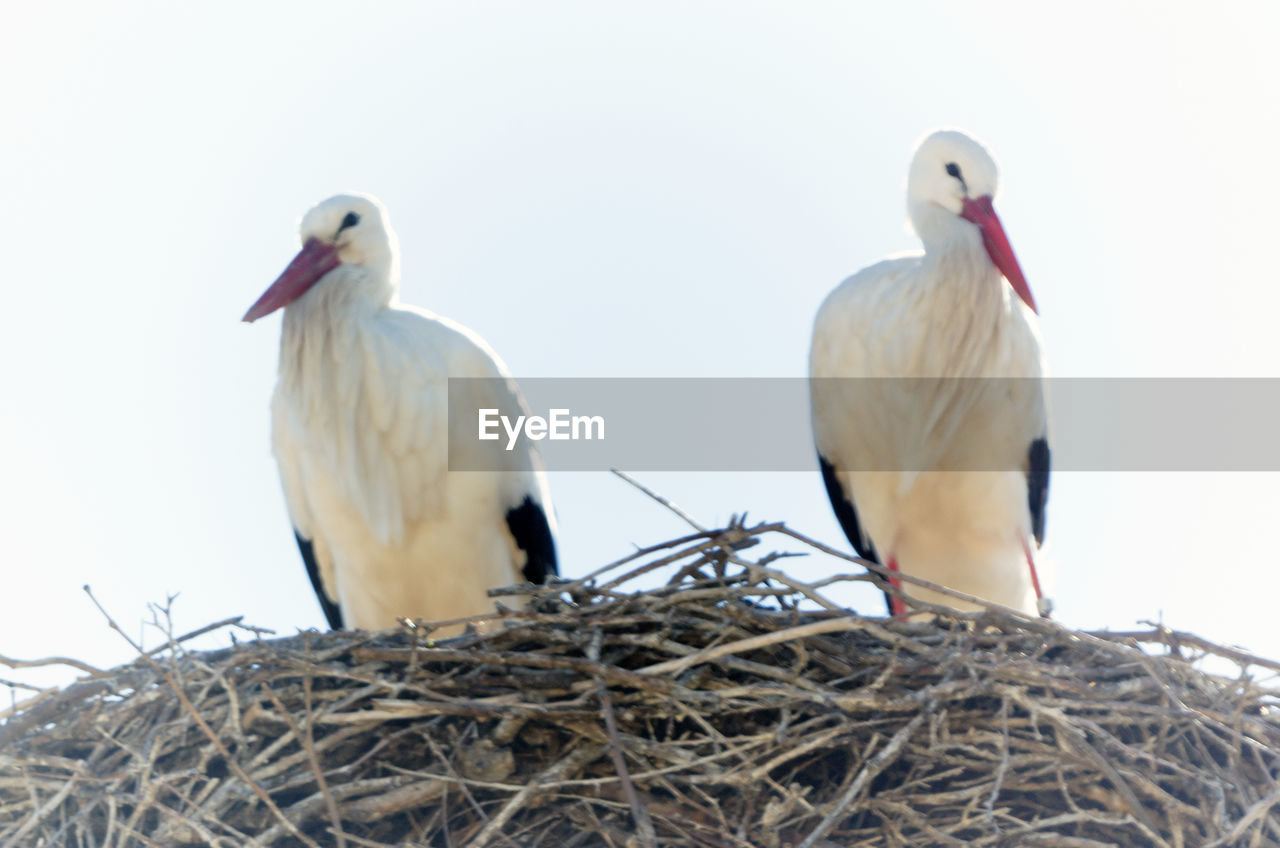 LOW ANGLE VIEW OF BIRDS PERCHING ON NEST