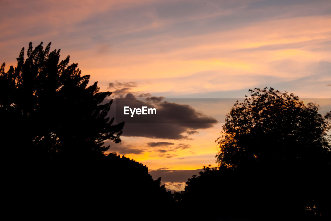 SILHOUETTE OF TREES AT SUNSET