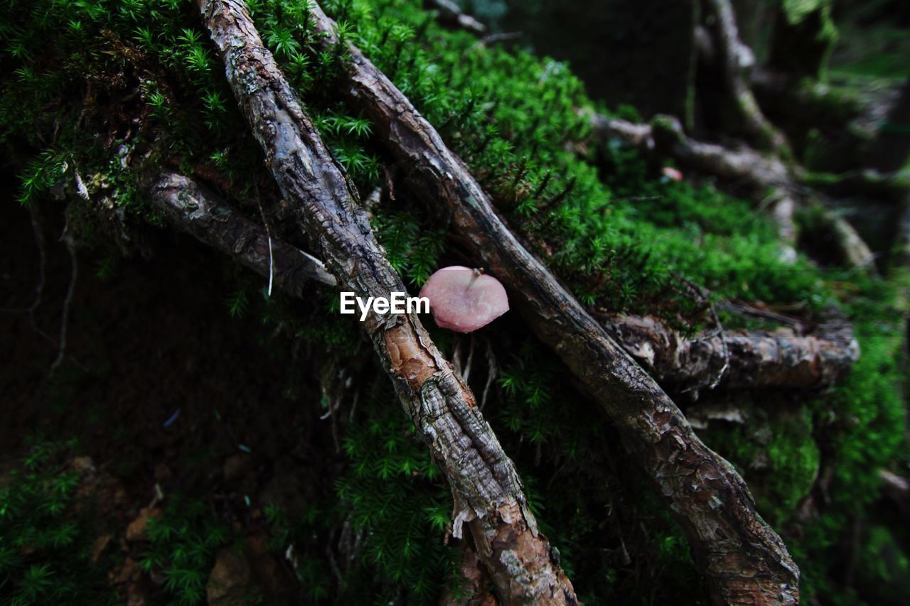 Mushroom growing on tree trunk