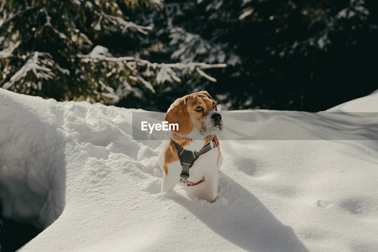 DOG ON SNOW