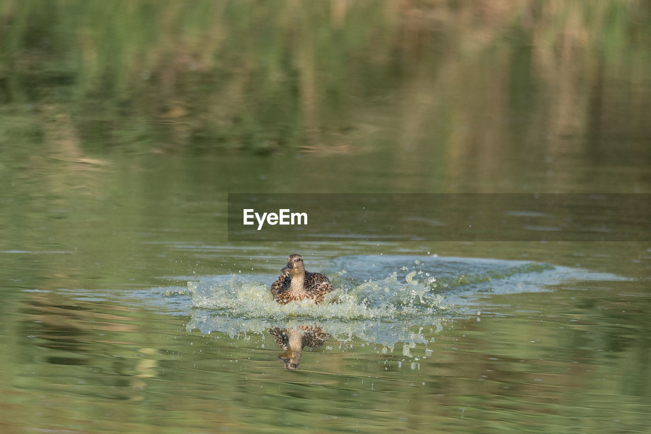 DUCK SWIMMING IN LAKE