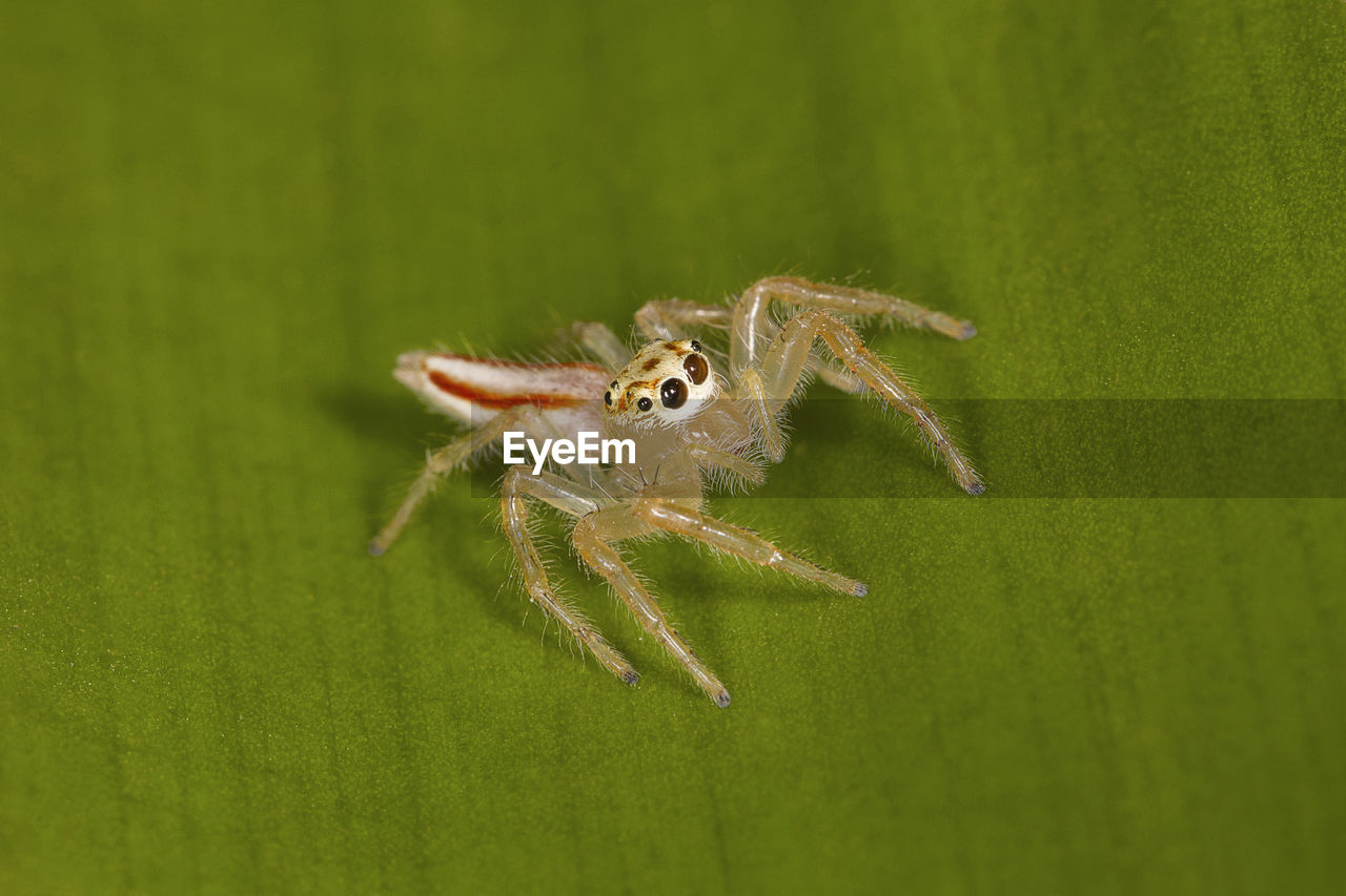 CLOSE-UP OF SPIDER ON WEB