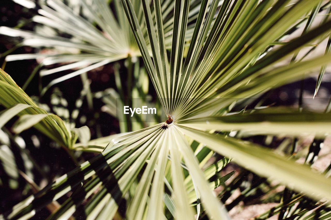 Close-up of palm tree