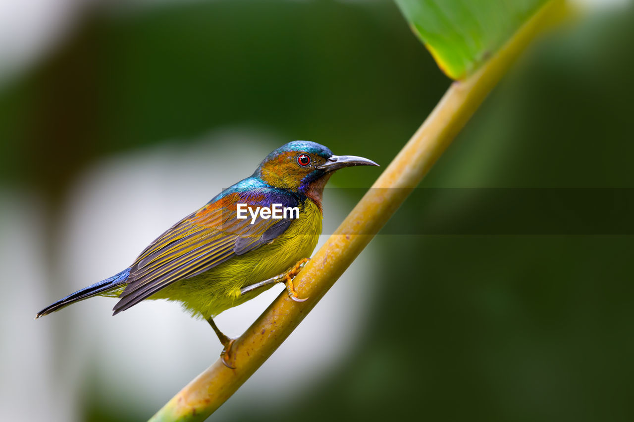 CLOSE-UP OF BIRD PERCHING ON PLANT