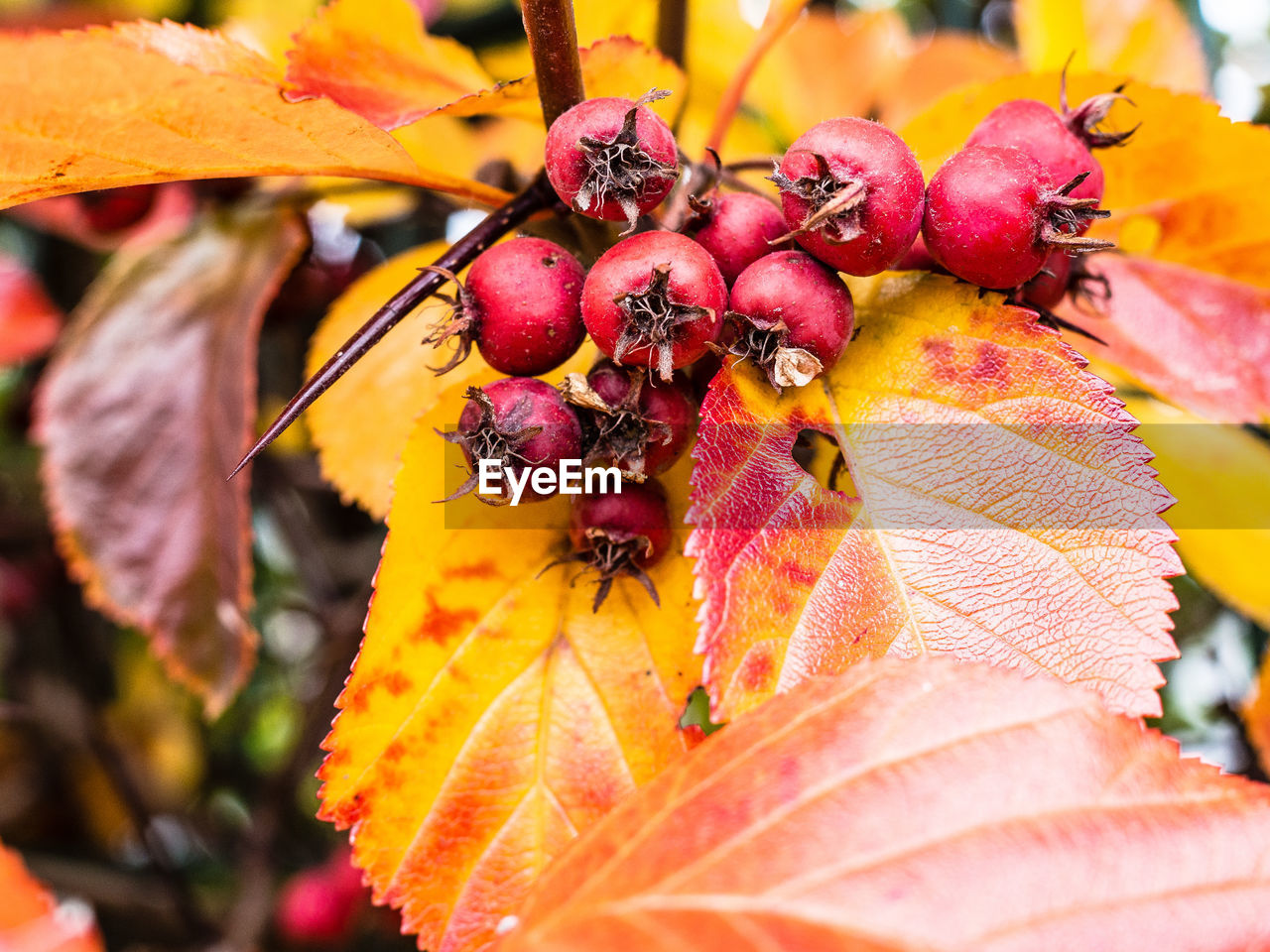 CLOSE-UP OF FRUITS ON TREE