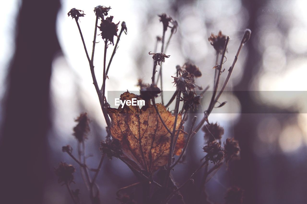 Dry flower plants on field