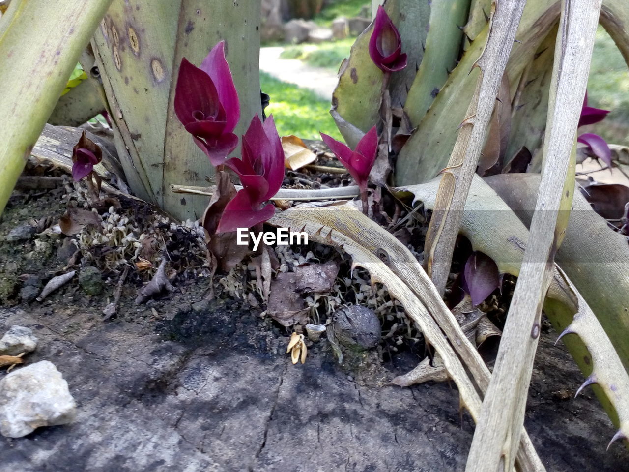 CLOSE-UP VIEW OF LIZARD