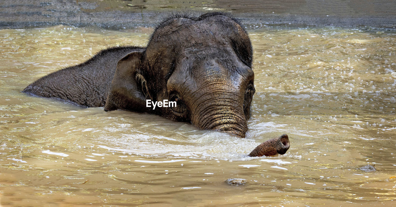 Elephant drinking water