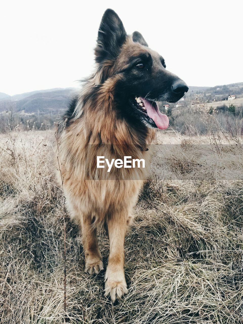 CLOSE-UP OF DOG ON FIELD AGAINST SKY