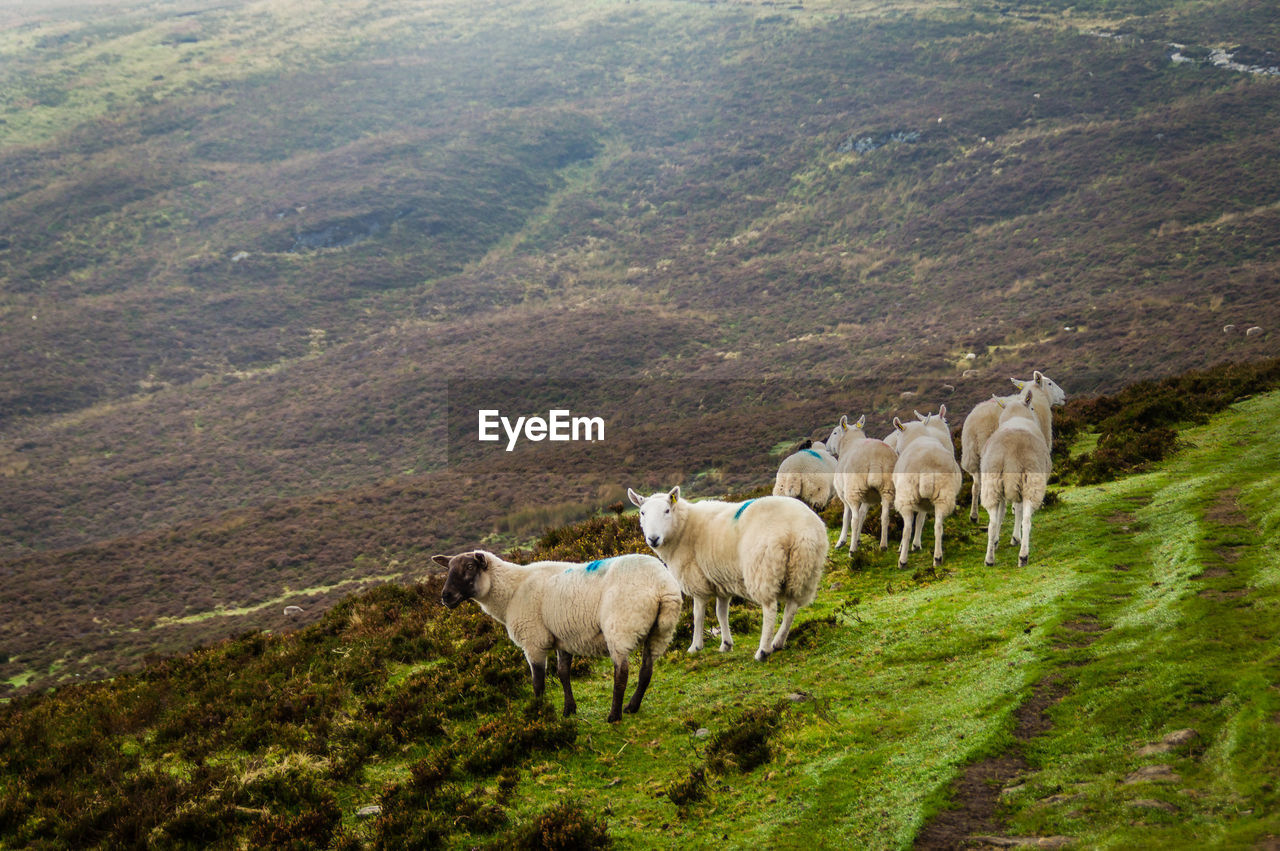 Sheep grazing on landscape