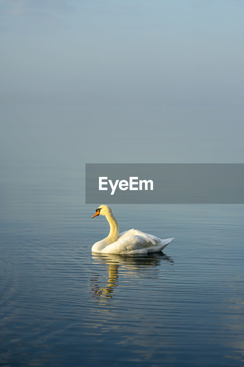 SWAN SWIMMING ON LAKE