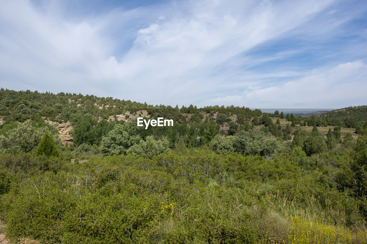 PLANTS GROWING ON LAND AGAINST SKY