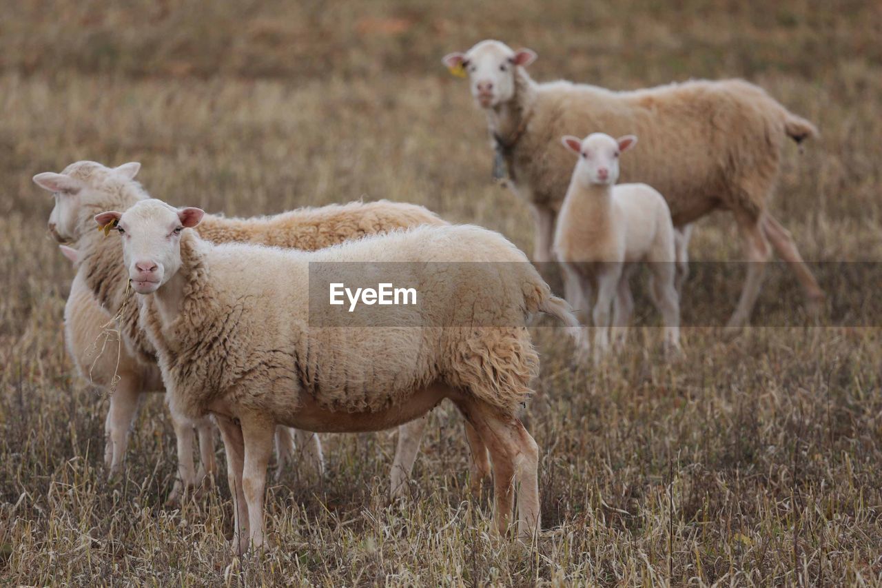 Sheep standing on grassy field