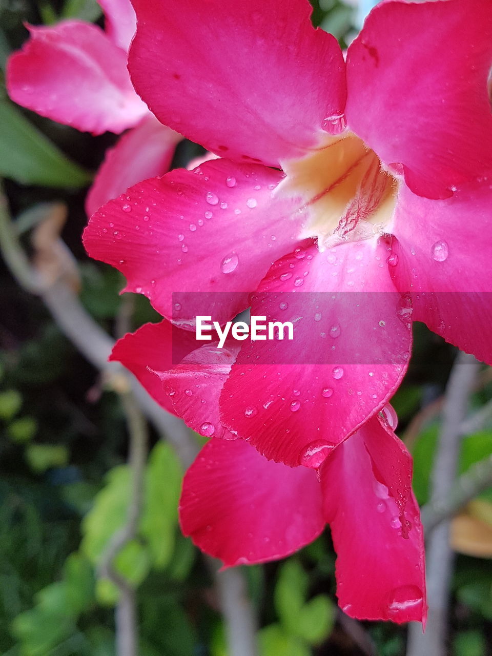 CLOSE-UP OF WATER DROPS ON PINK FLOWER