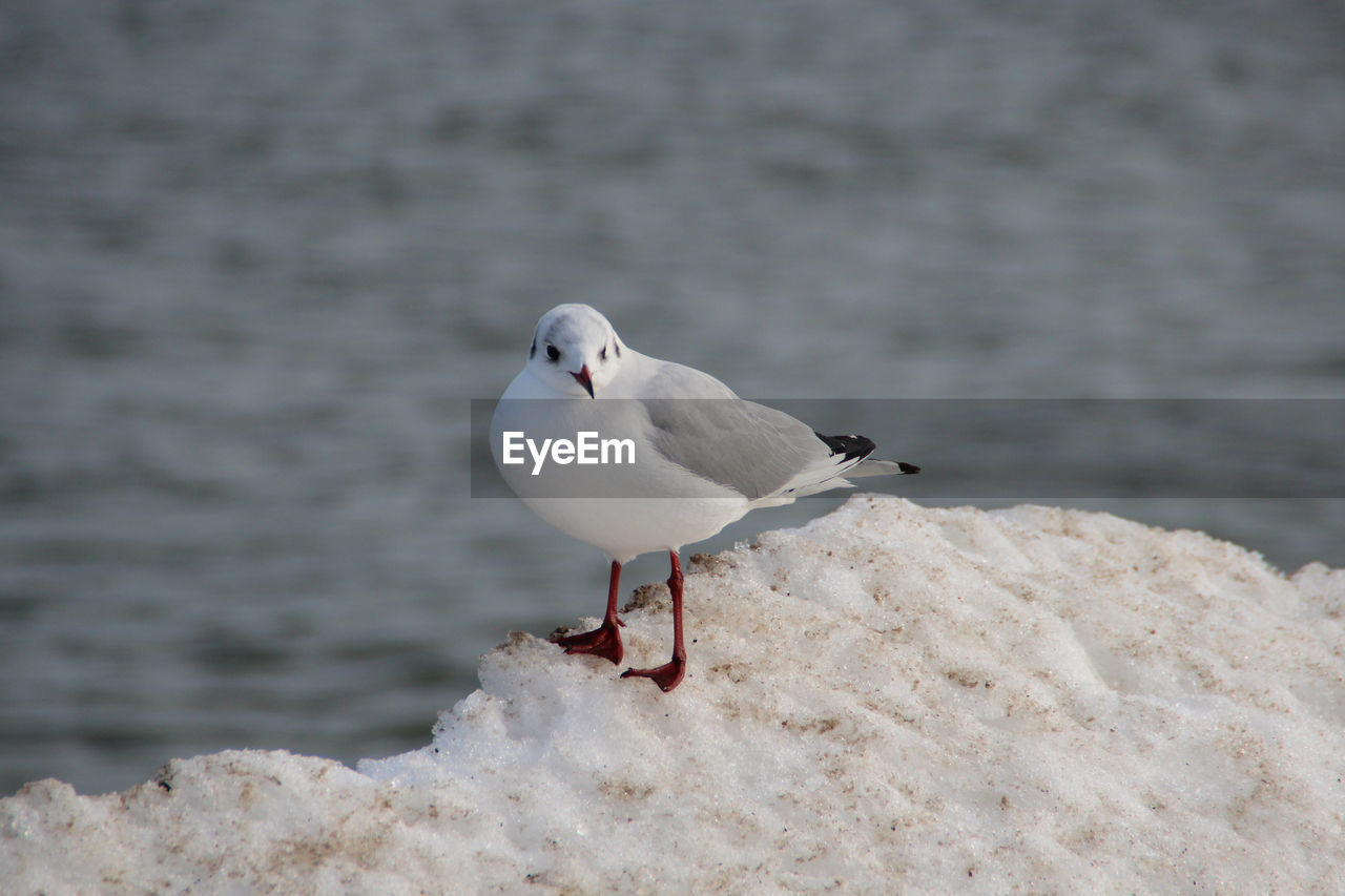 Seagull perching on snow against sea