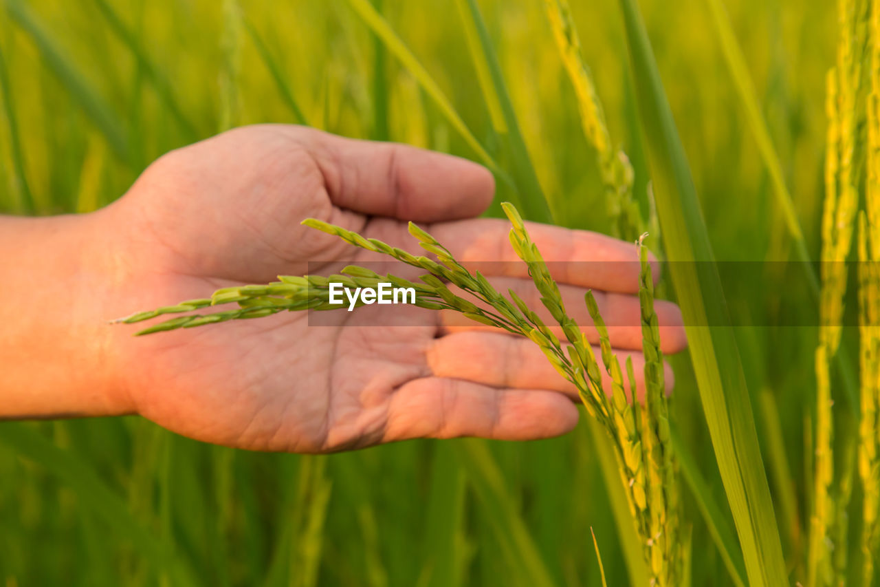 Cropped hand touching cereal plant on field