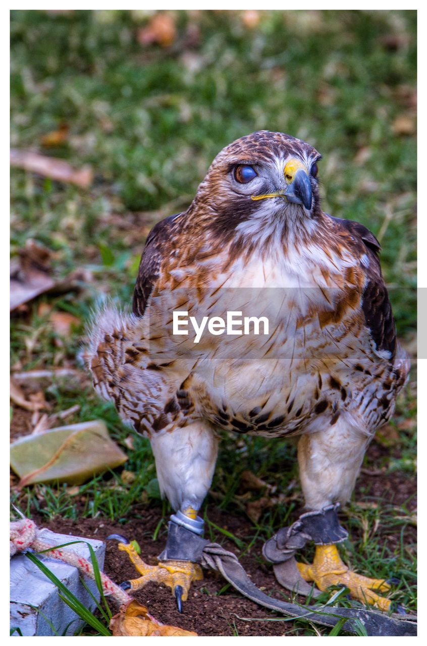 CLOSE-UP OF EAGLE PERCHING ON BRANCH