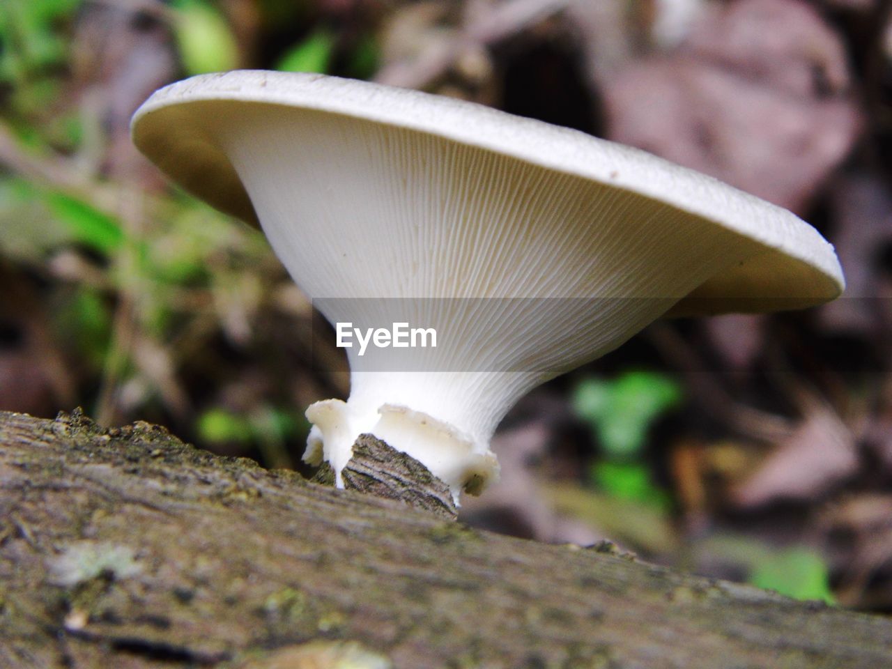 CLOSE-UP OF MUSHROOM IN FOREST