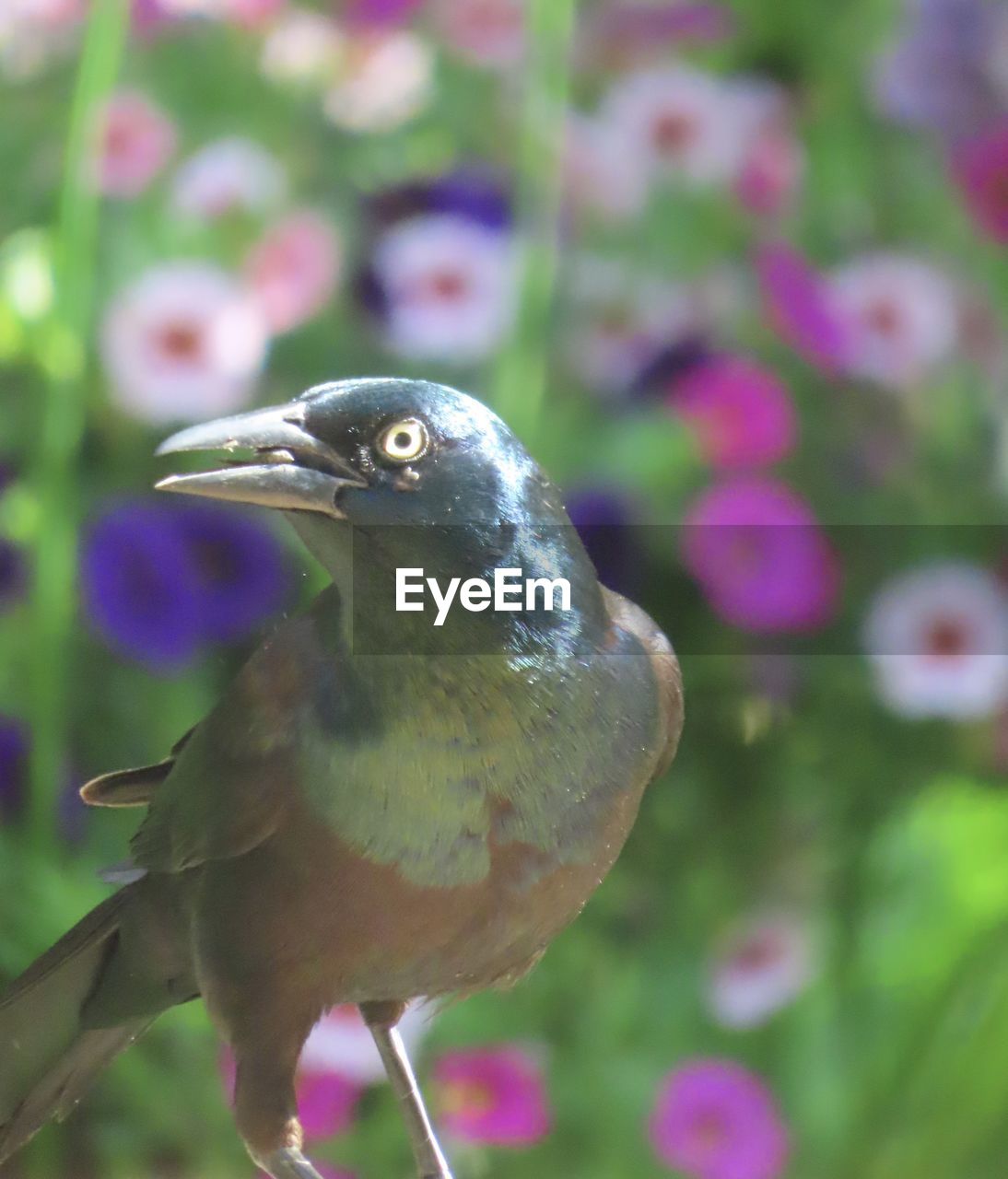 CLOSE-UP OF PARROT PERCHING ON PINK FLOWER