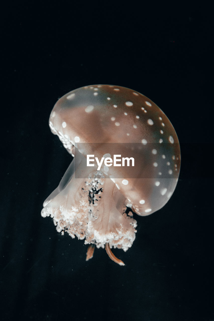 Close-up of jellyfish in an aquarium