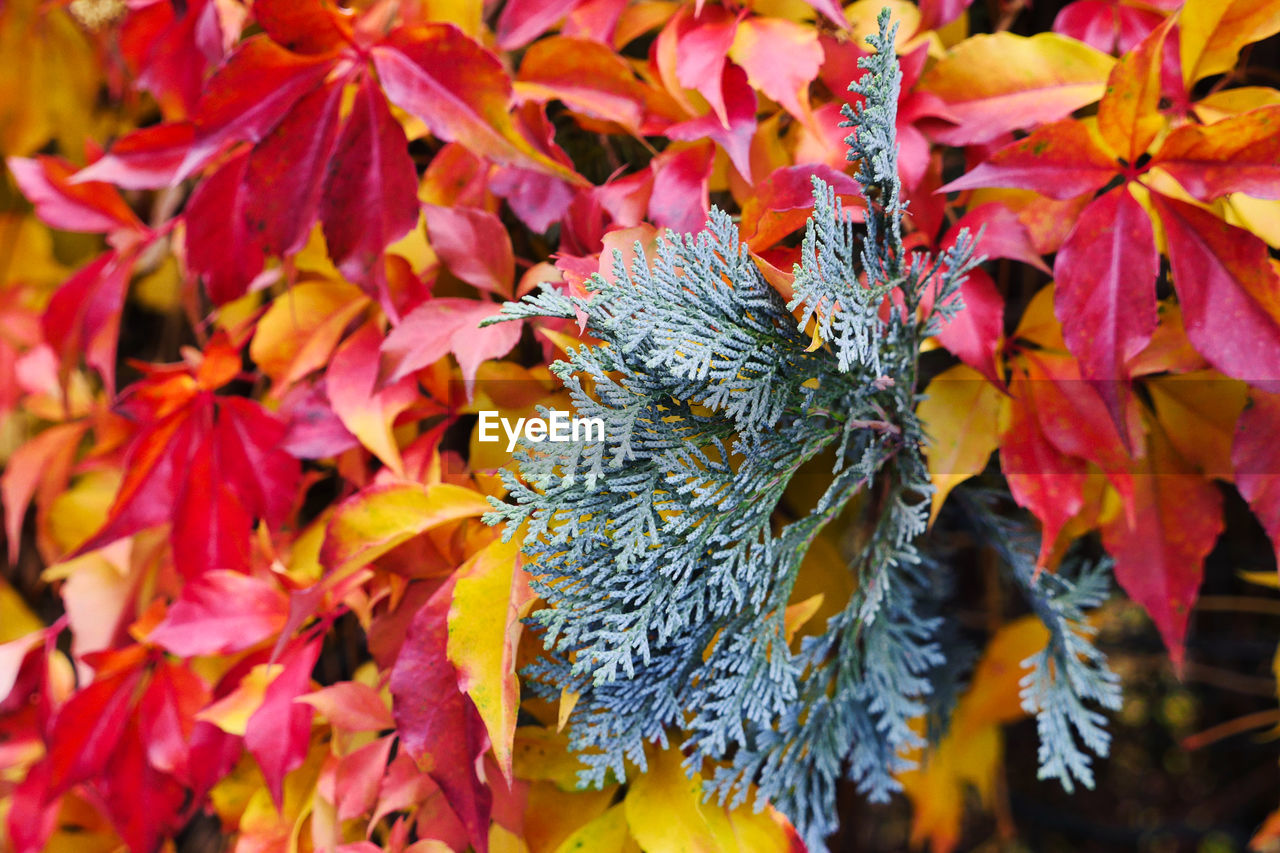 CLOSE-UP OF LEAVES ON PLANT