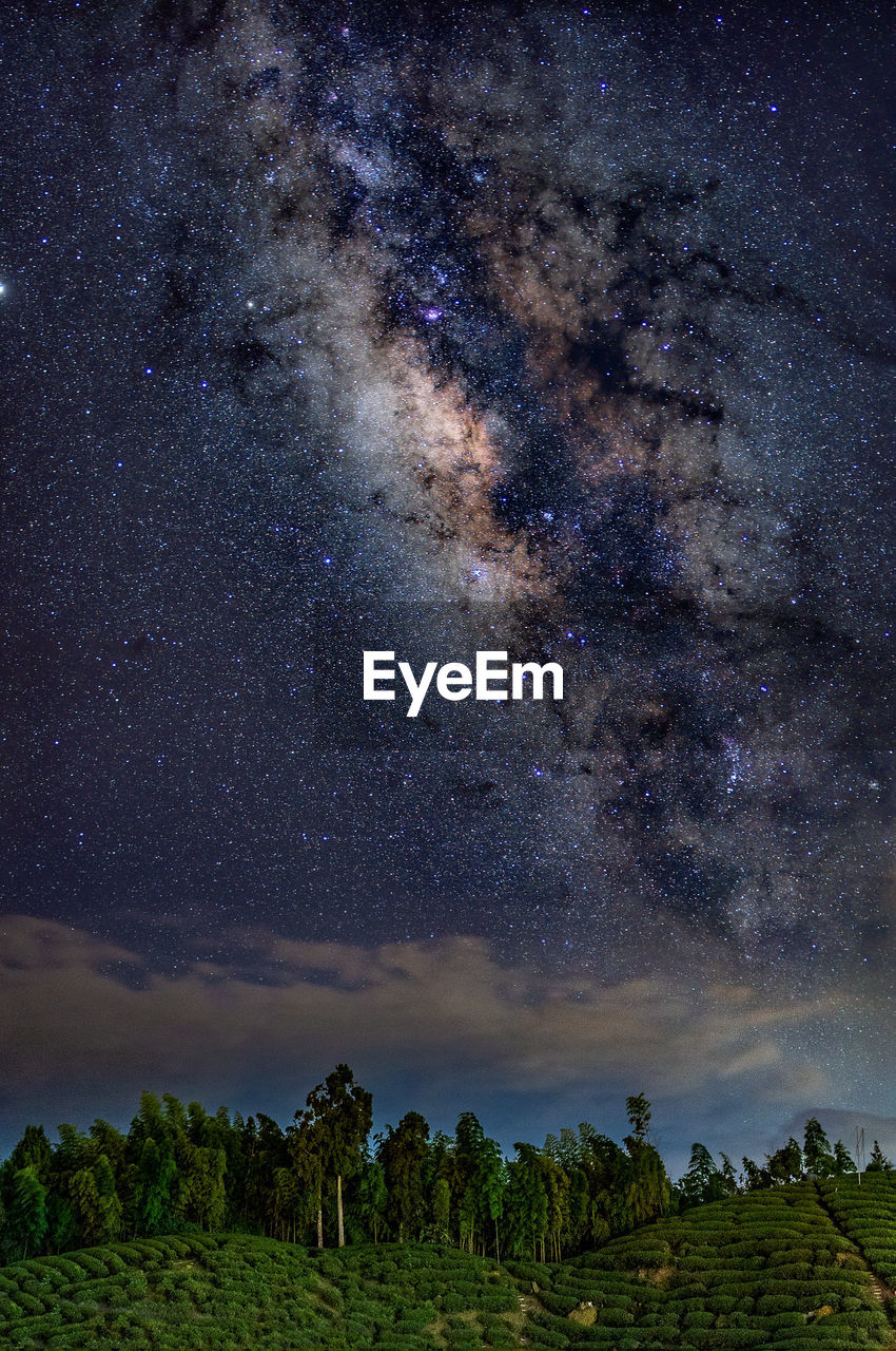 TREES AGAINST SKY AT NIGHT