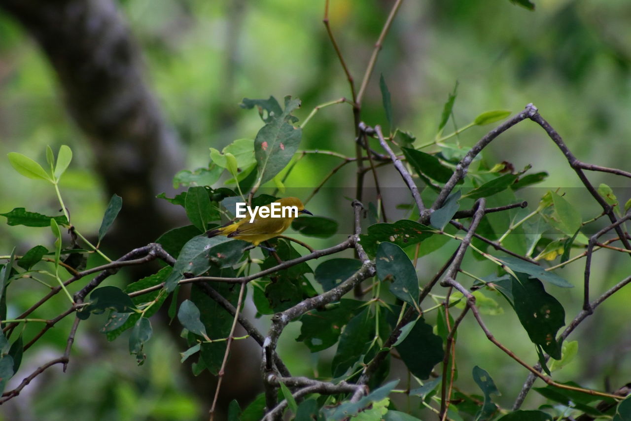 CLOSE-UP OF BIRDS PERCHING ON TREE