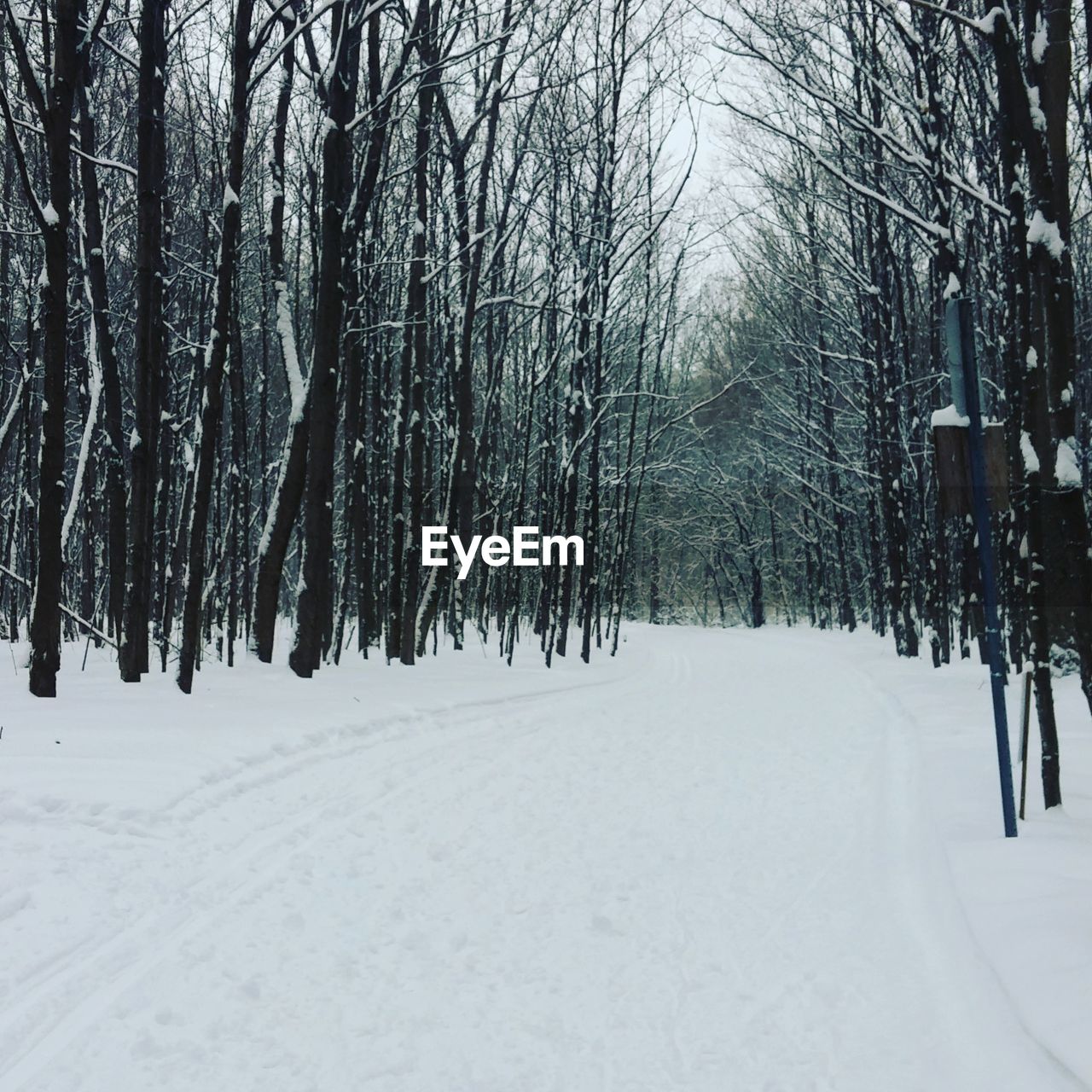 SNOW COVERED TREES