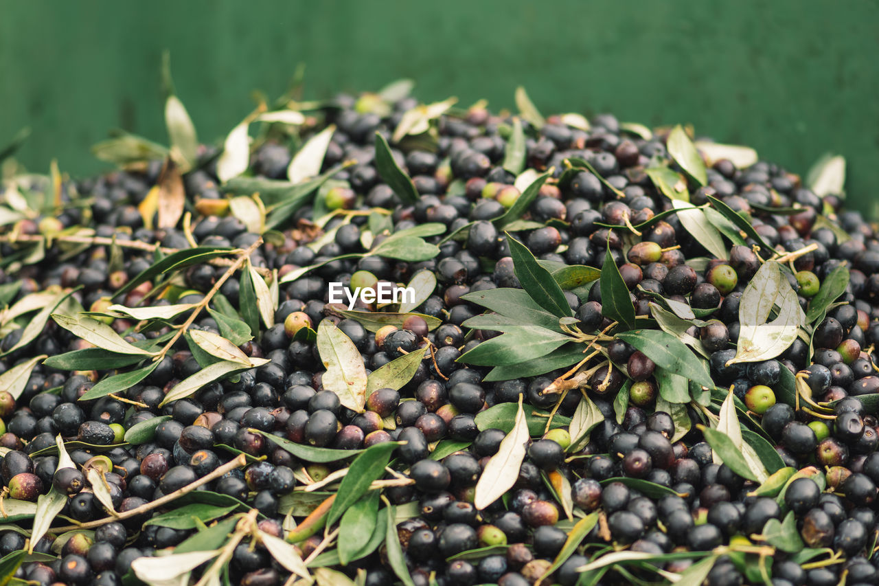 Green and black ripe olives ready to be processed at the mill to get the olive oil, close up